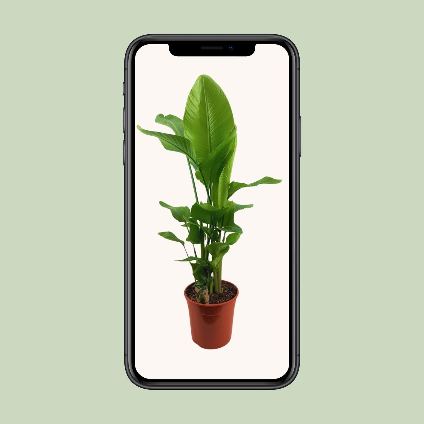 Strelitzia Nicolai – Exotische Paradiesvogelblume Ø27cm