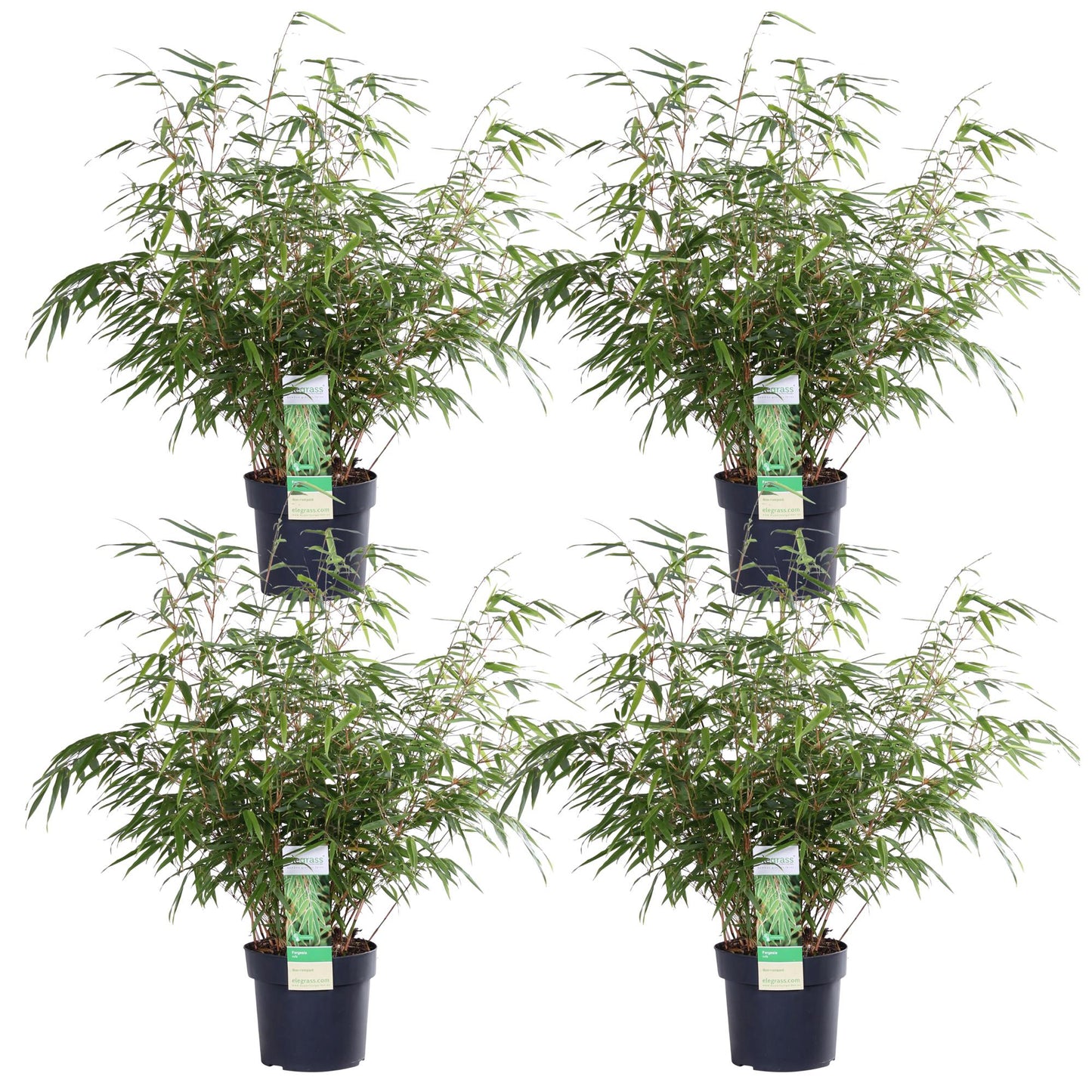 4x Fargesia rufa Bambus - kompakt & pflegeleicht, 60cm