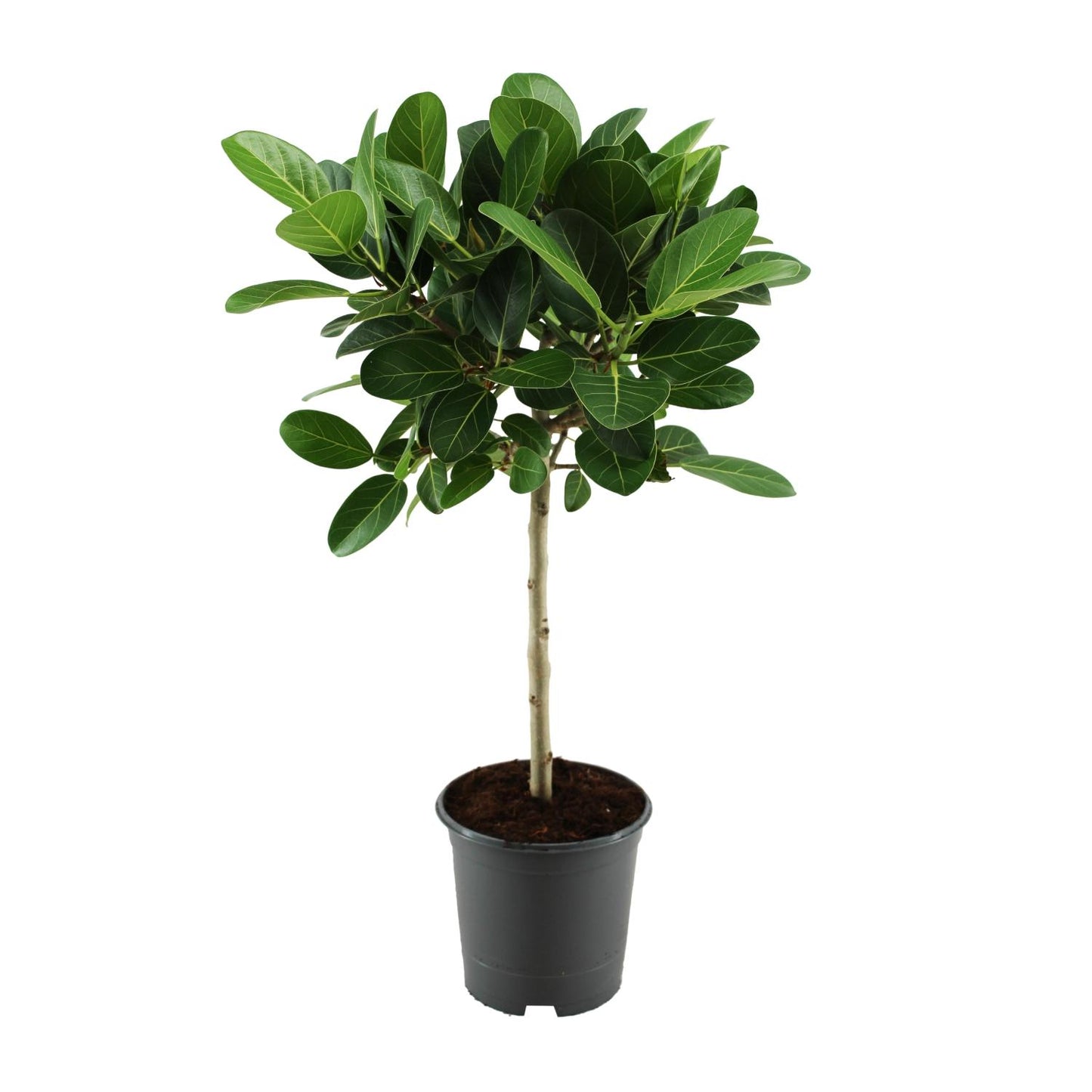 Ficus benghalensis Petite Audrey – Pflegeleichte Zimmerpflanze Ø21cm