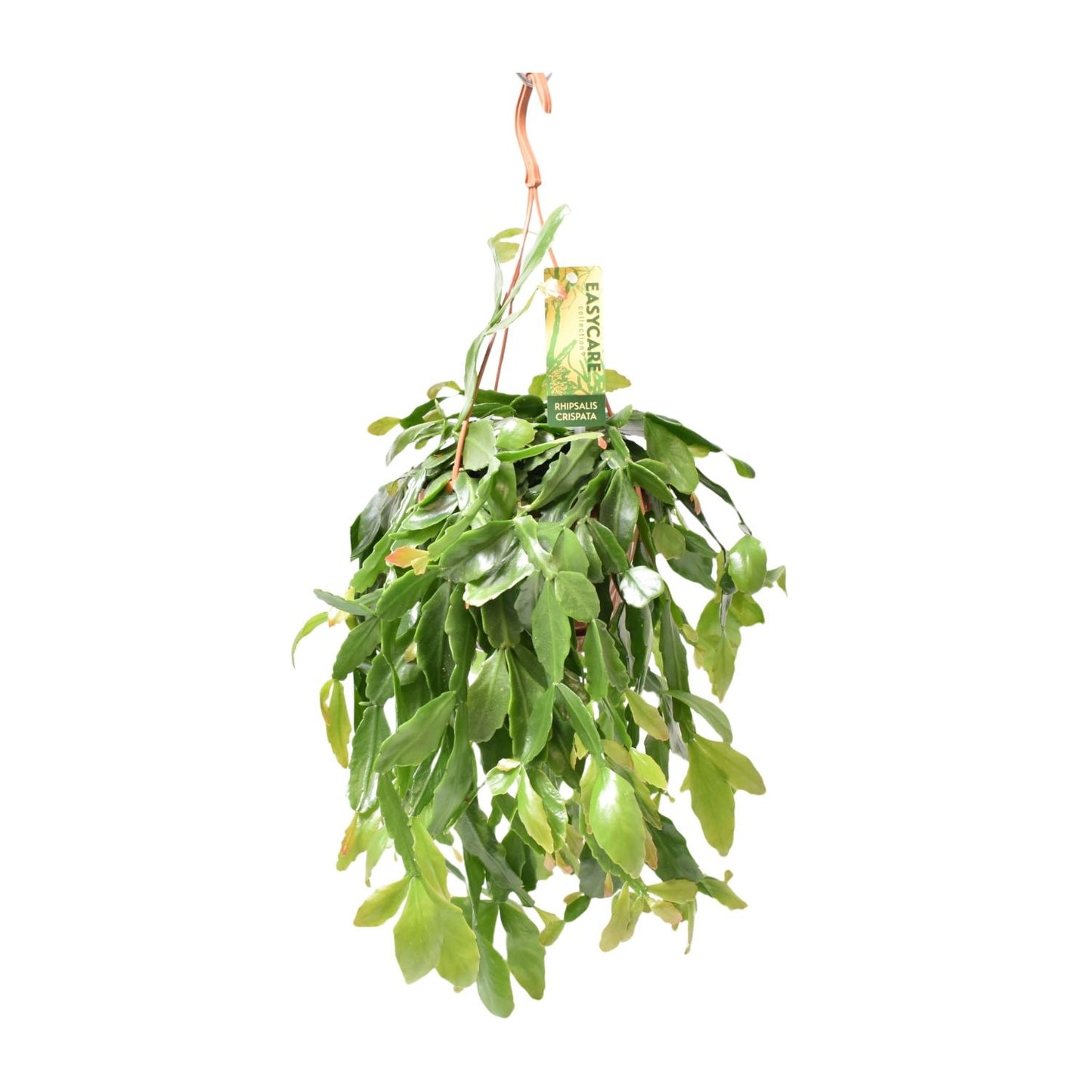 Rhipsalis Crispata – Pflegeleichte hängende Zimmerpflanze Ø14cm