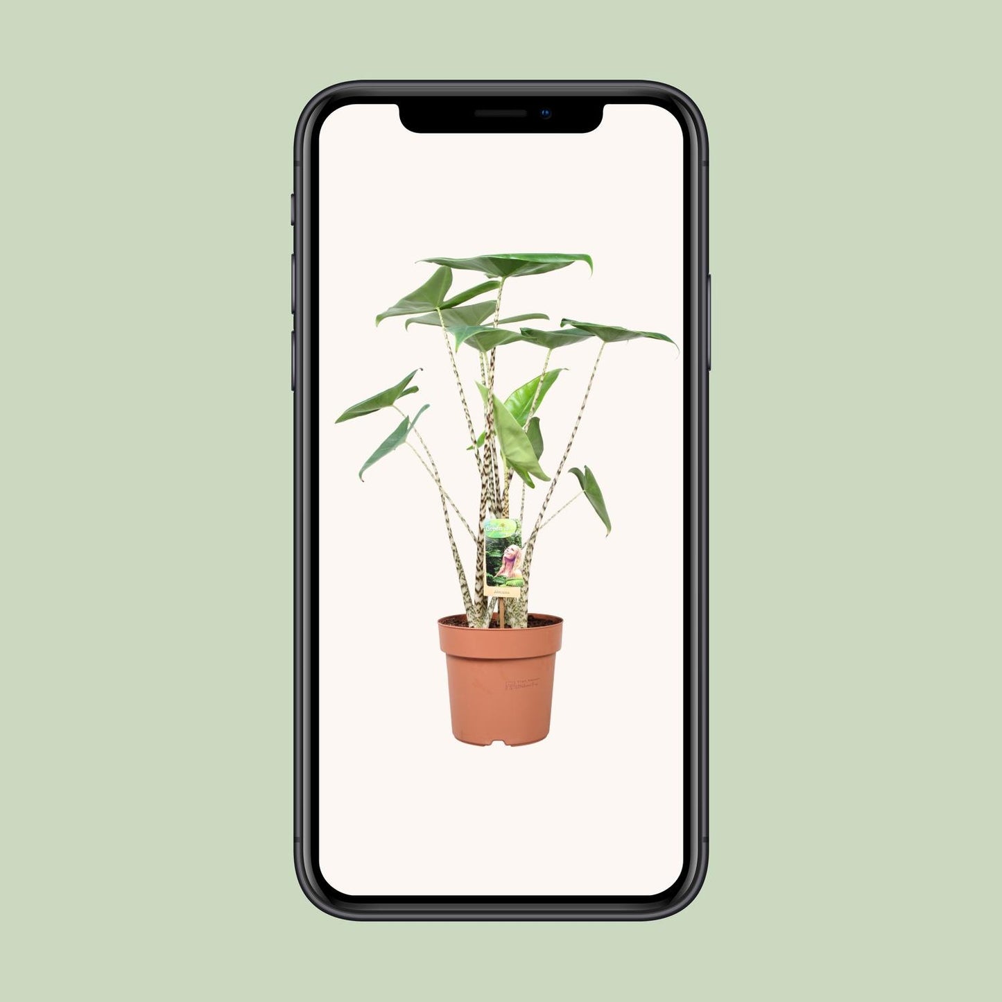 Alocasia Zebrina – Exotische Zimmerpflanze Ø21cm, 80cm hoch