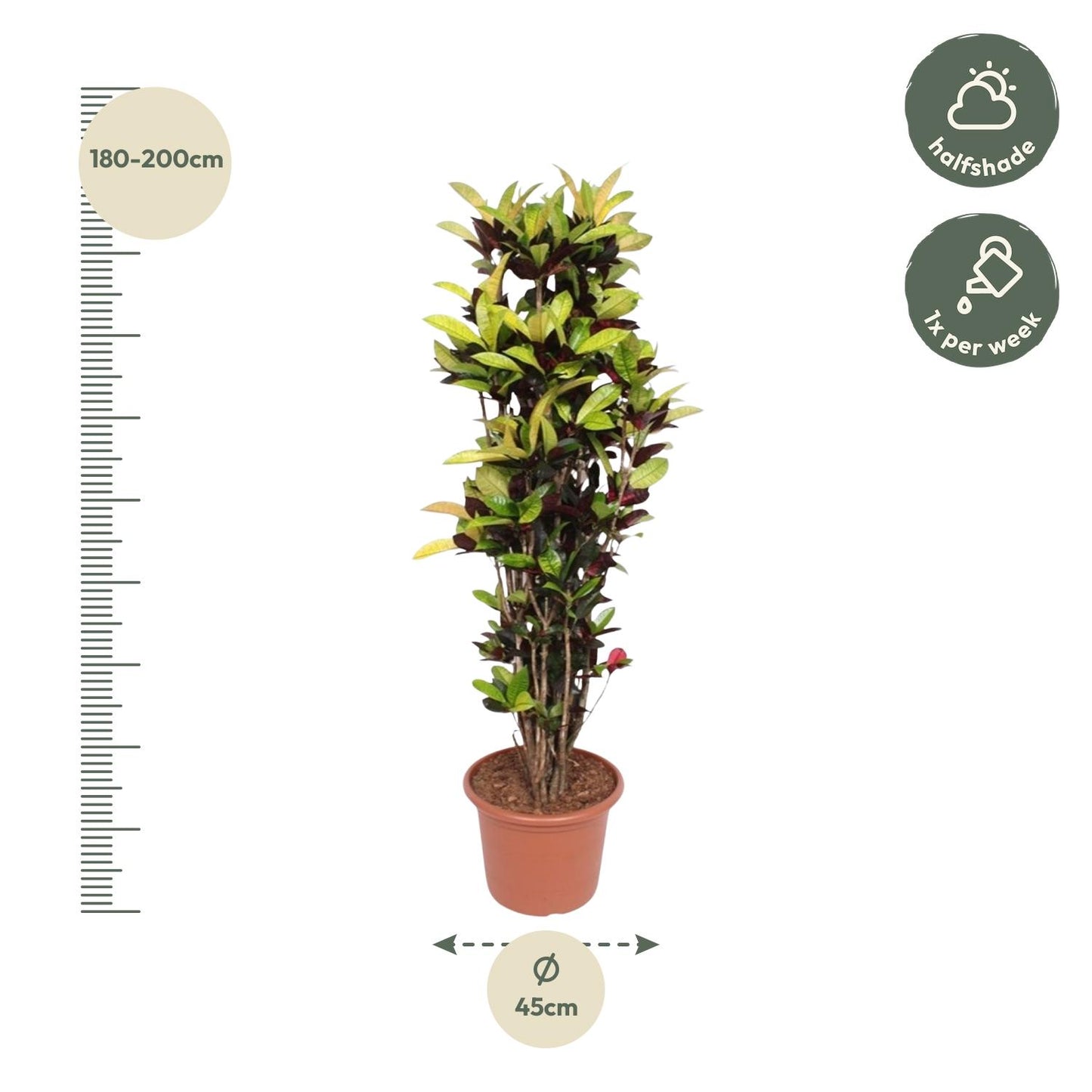 Codiaeum Iceton (Croton) – 190 cm, Ø 45 cm – Bunte Zimmerpflanze