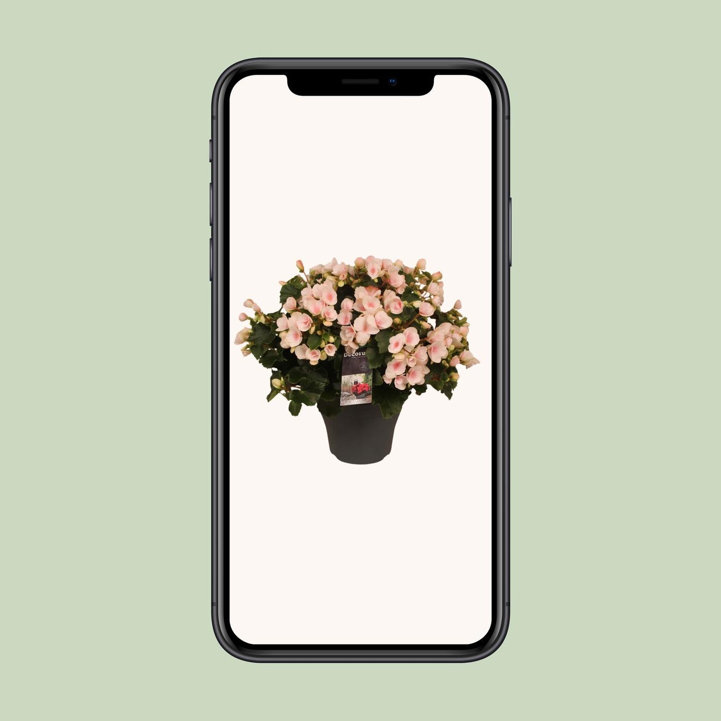 Begonie Betulia 'Light Rose' – Pflegeleichte Zimmerpflanze mit zarten Blüten