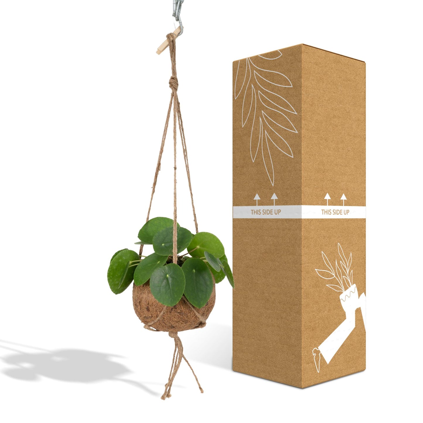 Kokedama Pilea Peperomioides Ø15cm – Pflegeleichte Zimmerpflanze