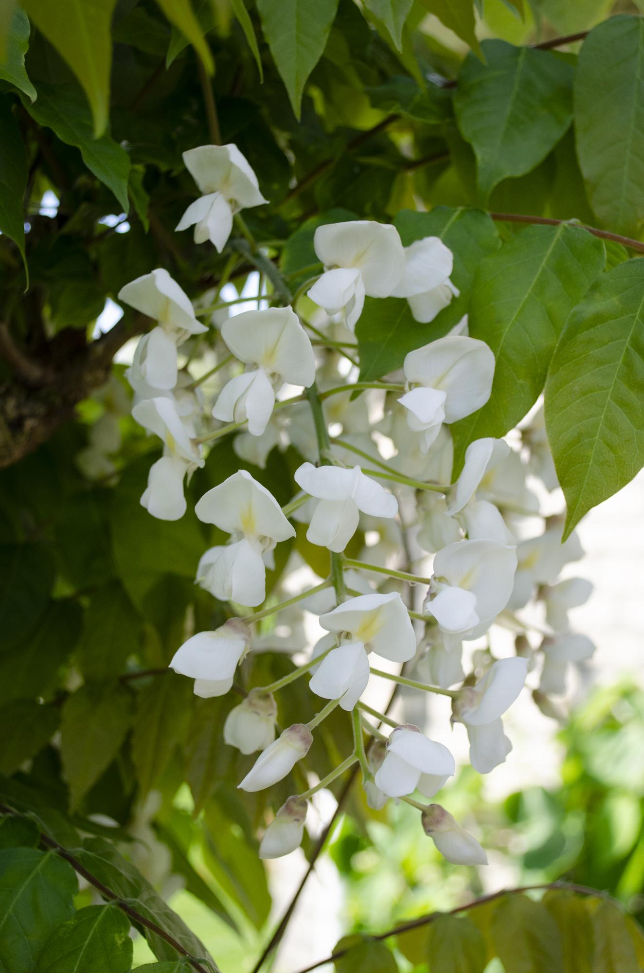Wisteria floribunda 'Longissima Alba' – Weißer Regen Ø15cm, ca. 65cm