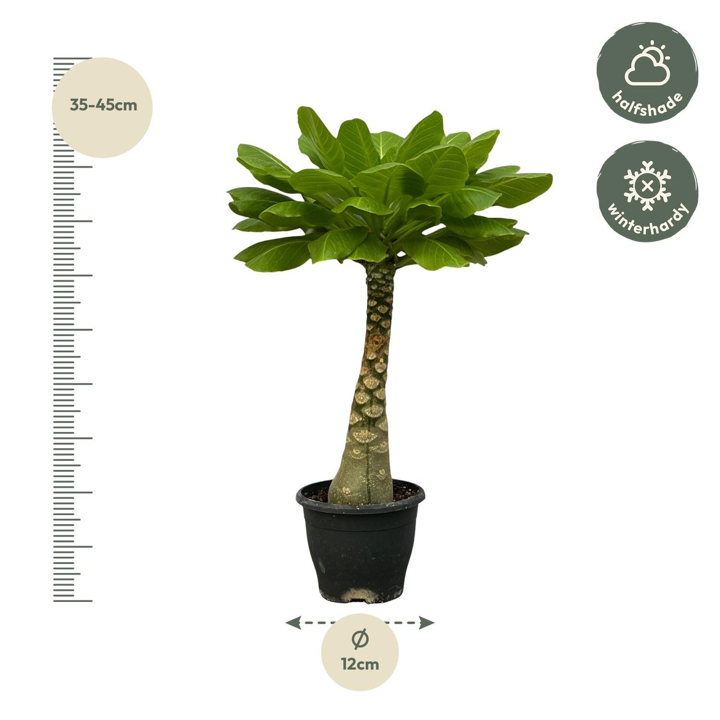 Birghamia Insignis – Pflegeleichte tropische Zimmerpflanze 25 cm