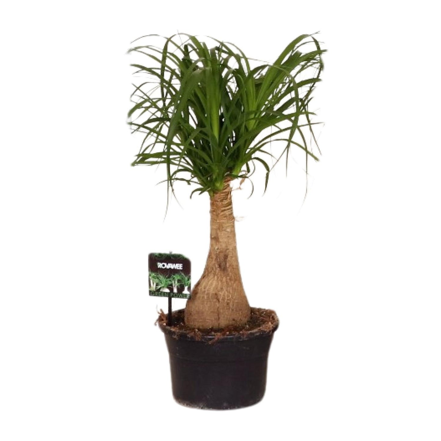 Beaucarnea Nolina – Pfiffiger Elefantenfuß Ø19 cm, 60 cm hoch