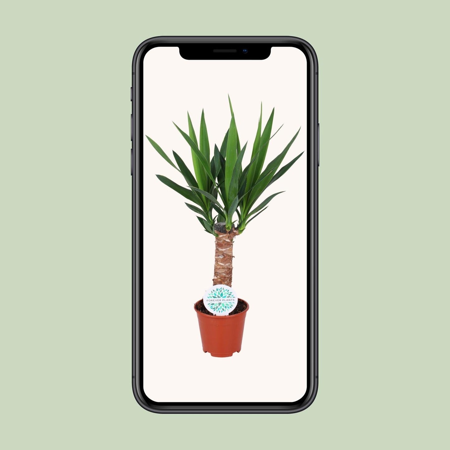 Yucca Elephantipes – Pflegeleichte Zimmerpflanze Ø14cm, 60cm hoch