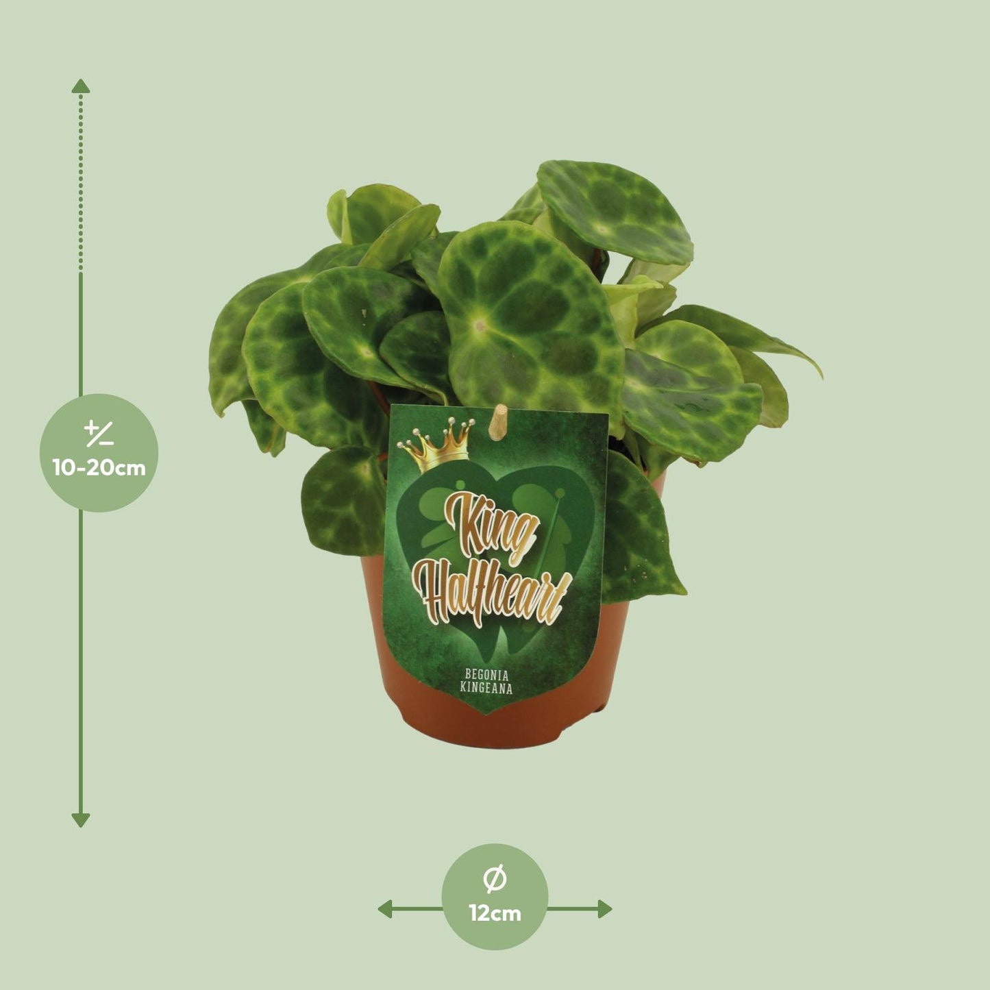 Begonia Kingiana – Exotische und pflegeleichte Zimmerpflanze Ø12cm
