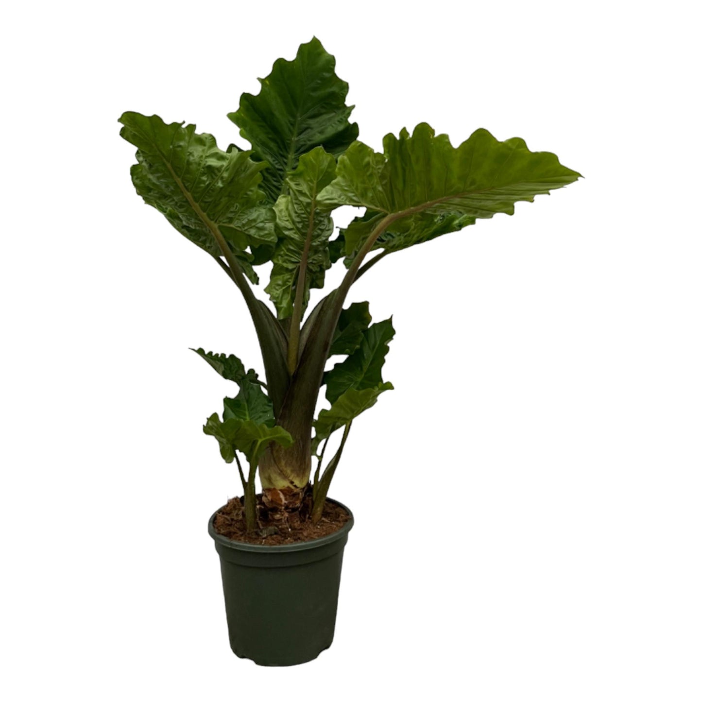 Alocasia Low Raider – Pflegeleichte Trendpflanze 75 cm