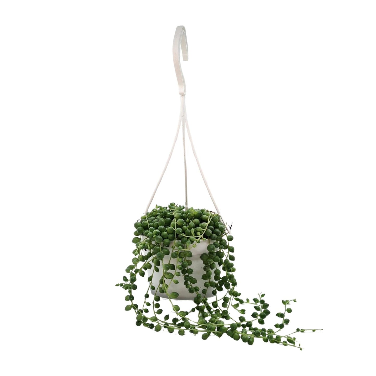 Erbsenpflanze (Senecio rowleyanus) – Pflegeleichte Hängepflanze Ø11cm