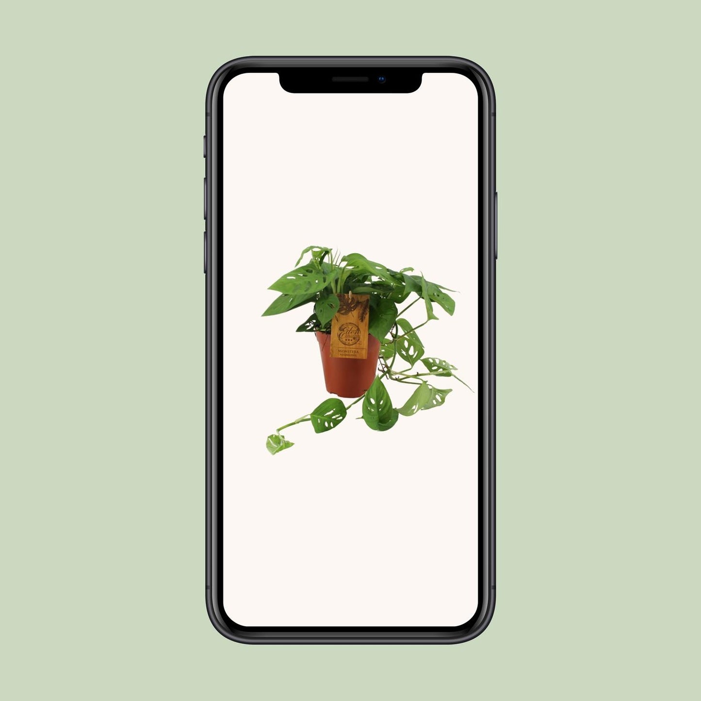 Monstera Adansonii – Pflegeleichte Zimmerpflanze Ø15cm