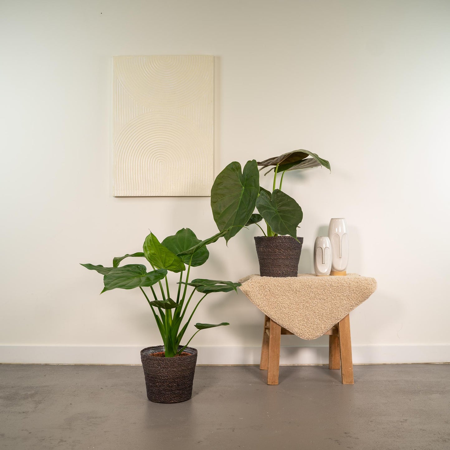 Alocasia Cucullata & Wentii im Korb Ø19cm, ca. 60cm
