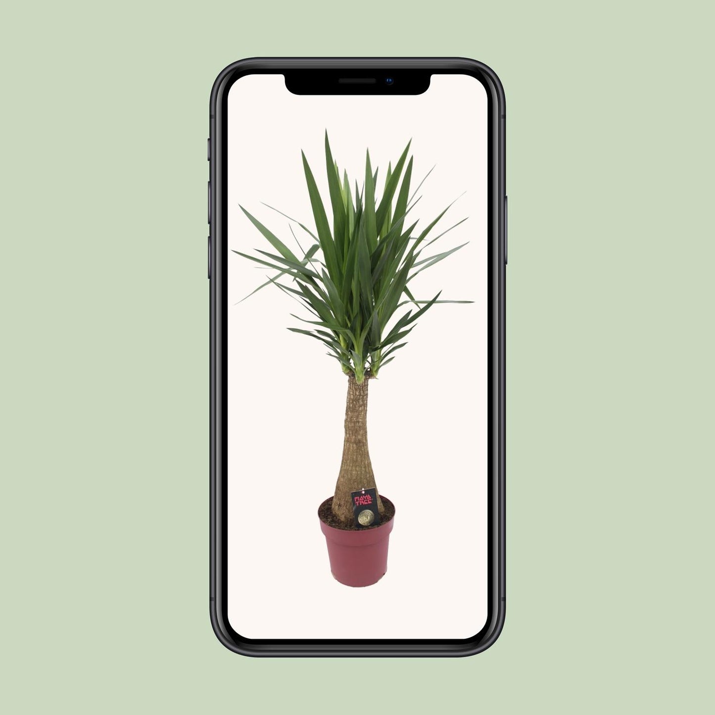 Yucca 'Maya Tree' – Pflegeleichte Zimmerpflanze Ø27cm, 110cm hoch