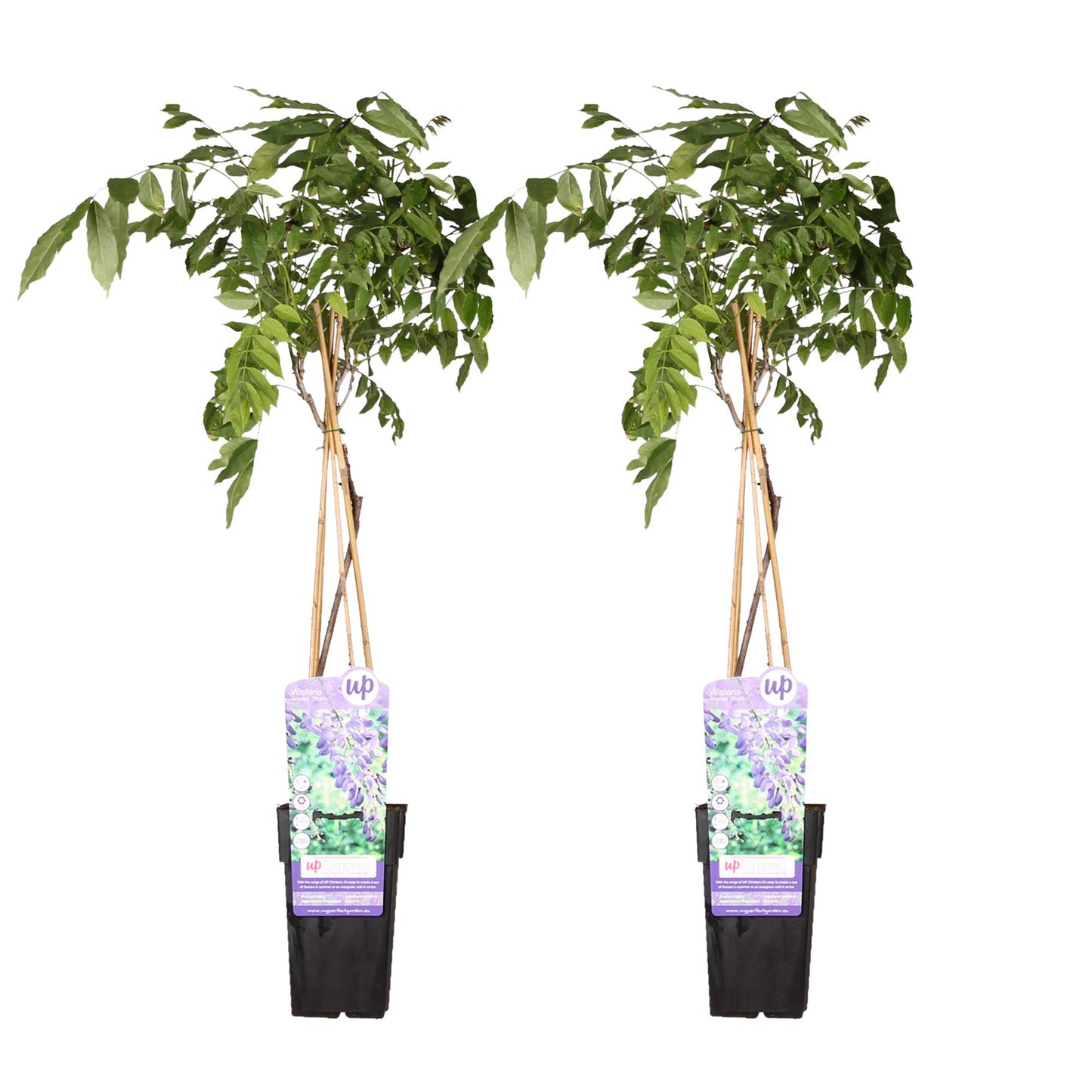 2x Wisteria sinensis 'Prolific' – Blauer Regen Kletterpflanze Ø15cm