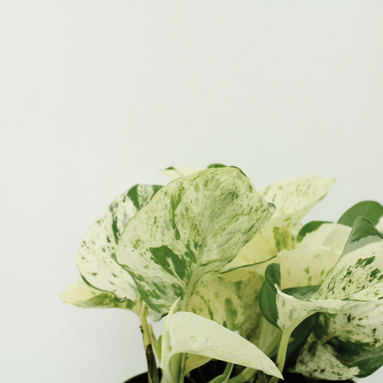 4x Epipremnum Happy Leaf – pflegeleichte Kletterpflanze 15cm