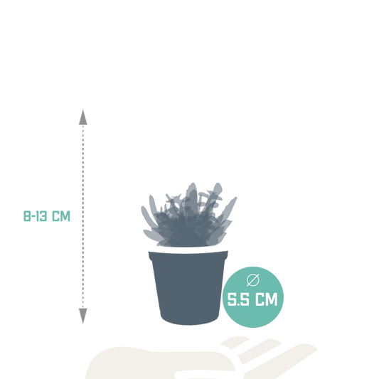 Vetplanten-Mischung 5,5 cm – 5er Set ohne Topf