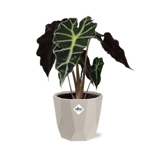 Alocasia ‘Polly’ in ELHO b.for rock 14 cm warm grey