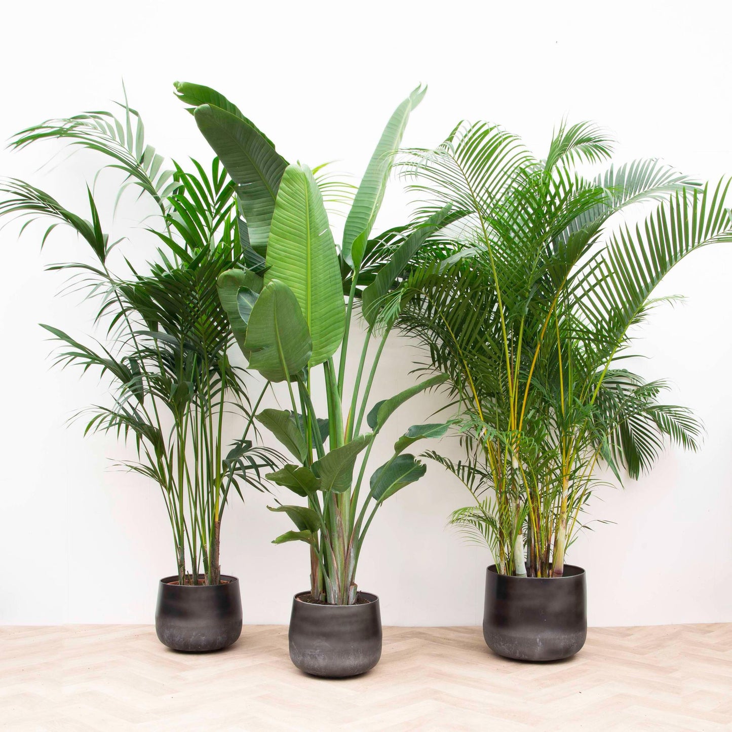 Vorteilspaket XXL: Kentia, Strelitzia Nicolai & Areca – Exotisches Trio