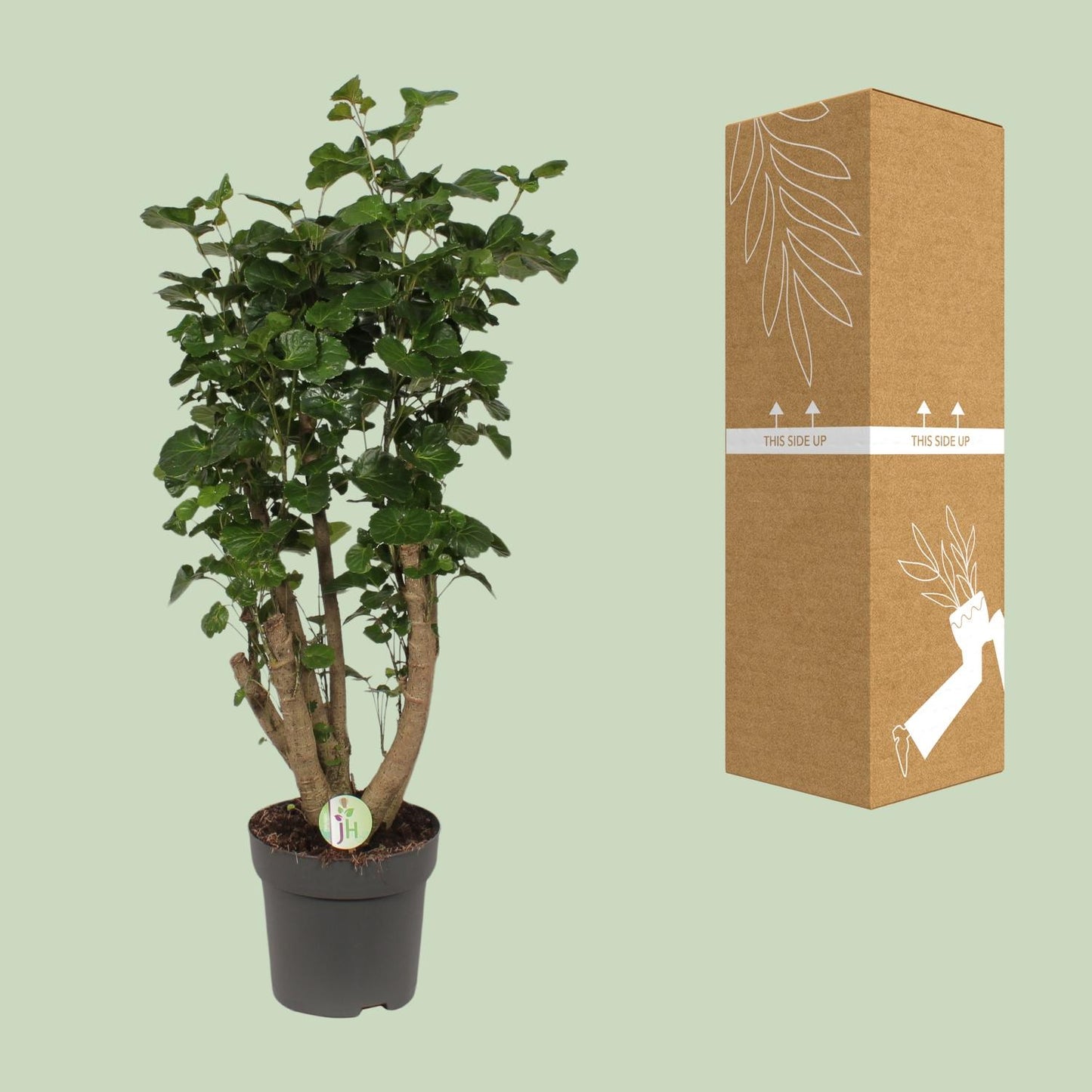 Polyscias Lemon – Bogenaralie Zimmerpflanze 95 cm