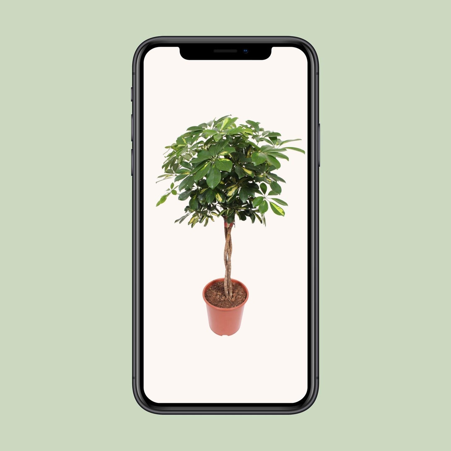 Schefflera Gold Capella – Pflegeleichte Tropen-Zimmerpflanze Ø27cm