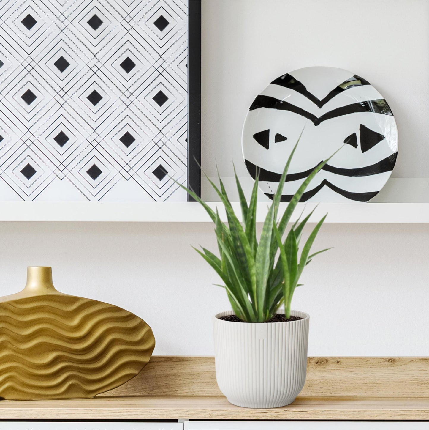 3x Sansevieria Kirkii – Pflegeleichte Zimmerpflanze 38 cm