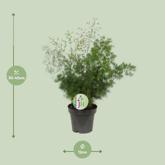 Asparagus Myriocladus – Pflegeleichter Spargel Farn Ø12cm