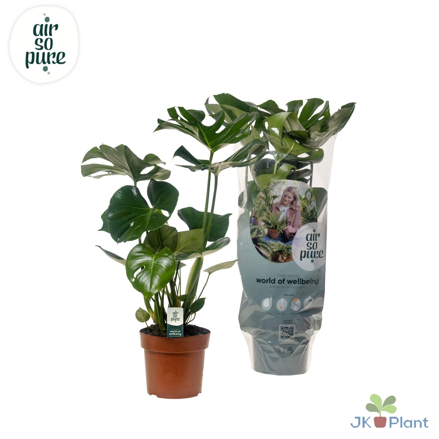 Monstera Deliciosa – pflegeleichte Trendpflanze Ø17cm