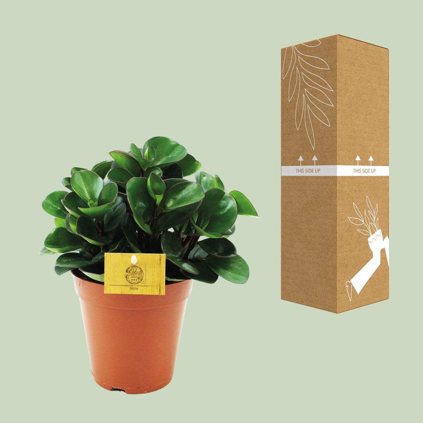 Peperomia Burning Bush – Pflegeleichte Zimmerpflanze Ø15cm