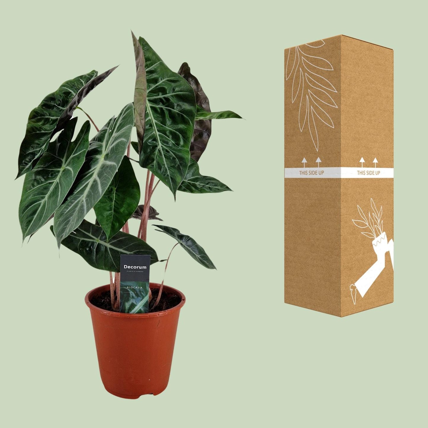 Alocasia Pink Dragon – Tropische Zimmerpflanze Ø19cm