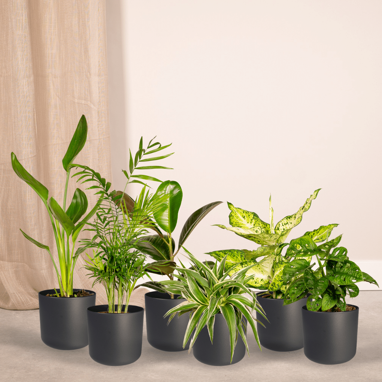 Überraschungsbox mit 10 pflegeleichten Zimmerpflanzen Ø12-25cm