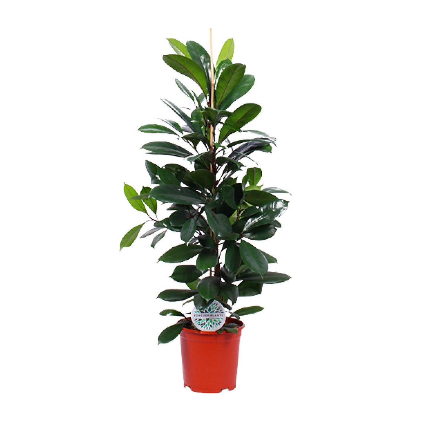 Ficus Cyathistipula – Tropische Zimmerpflanze Ø21cm