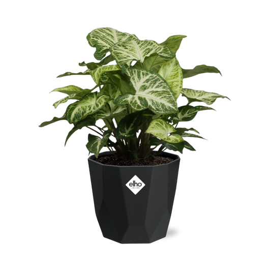 Syngonium Arrow – Pflegeleichte Pfeilspindel in 14 cm Topf