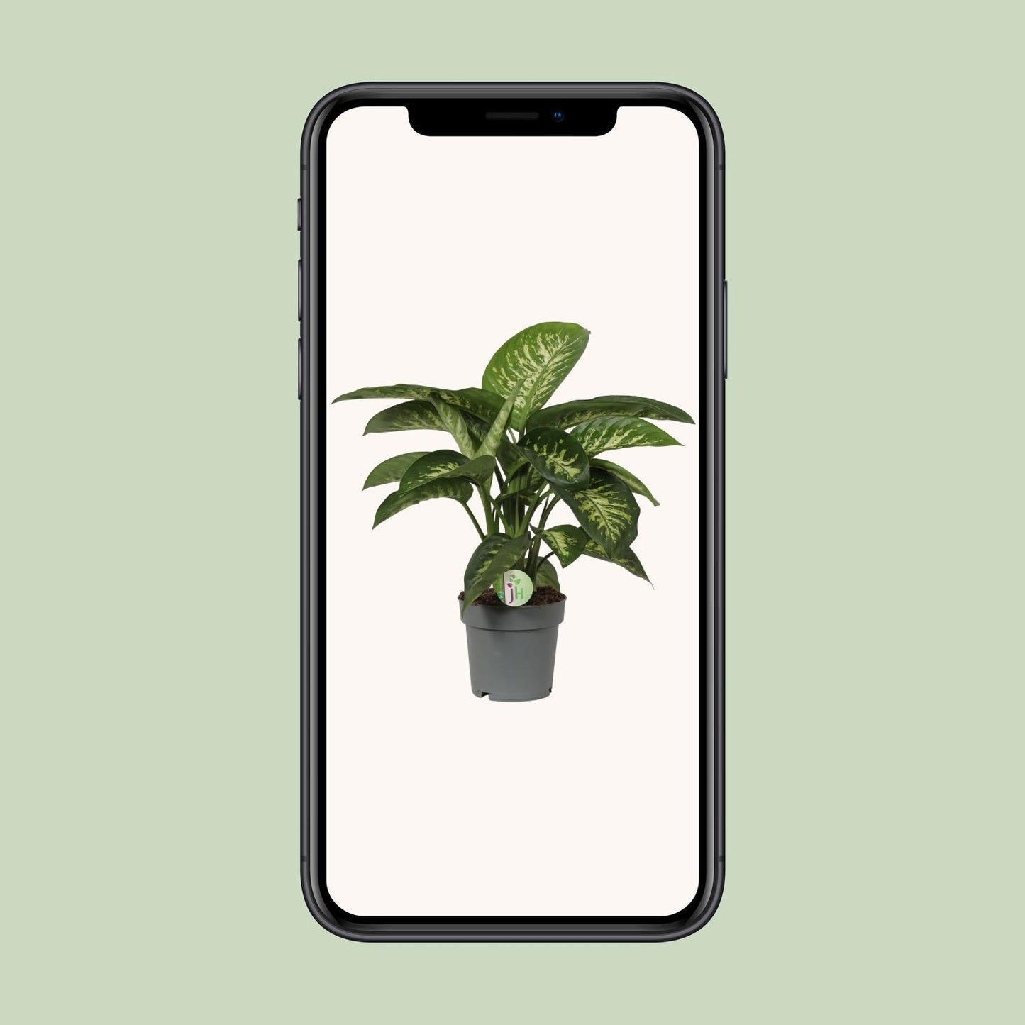 Dieffenbachia Reeva – Pflegeleichte Zimmerpflanze Ø19cm