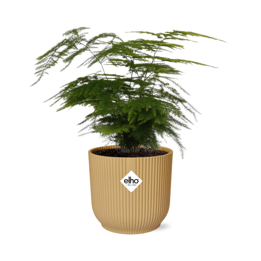 Asparagus Setaceus ‘Plumosus’ in ELHO Vibes Fold 14cm Gelb