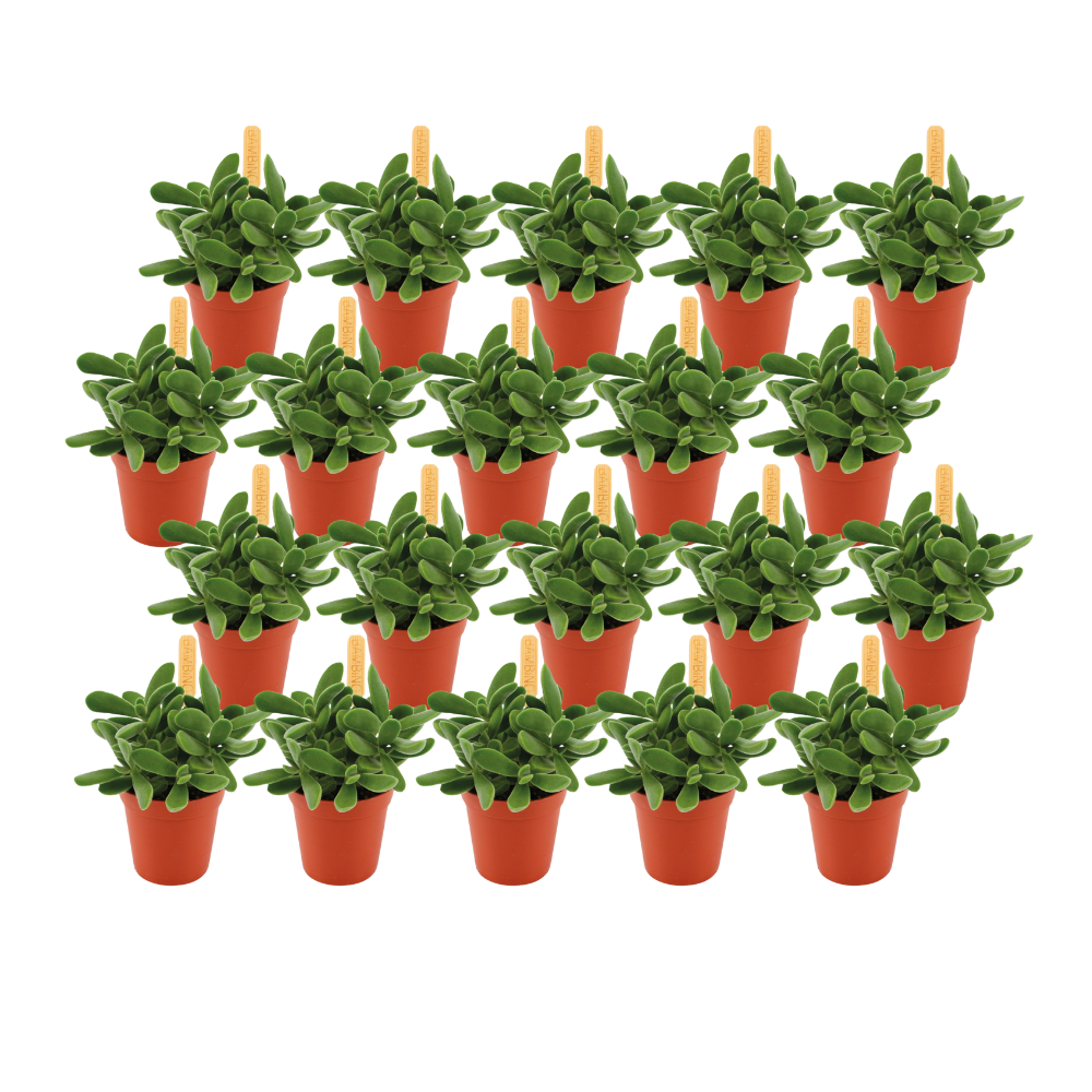 Crassula Stretto – 20er Set pflegeleichte Sukkulenten Ø5,5 cm