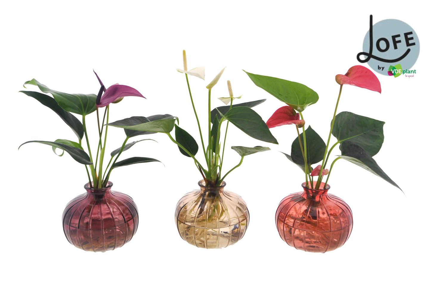 Anthurium Mix im Nela Topf – 3er Set, Ø12cm, bis 30cm hoch