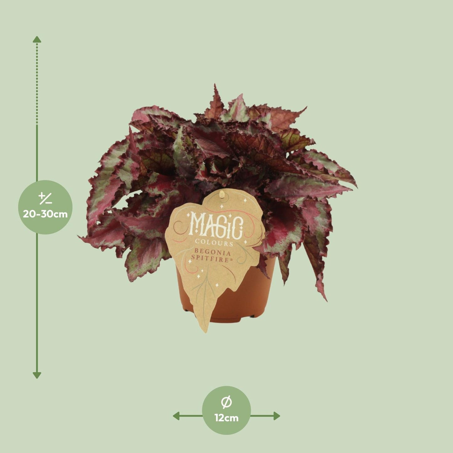 Begonia Rex Spitfire – Farbenfrohe, pflegeleichte Zimmerpflanze Ø12 cm