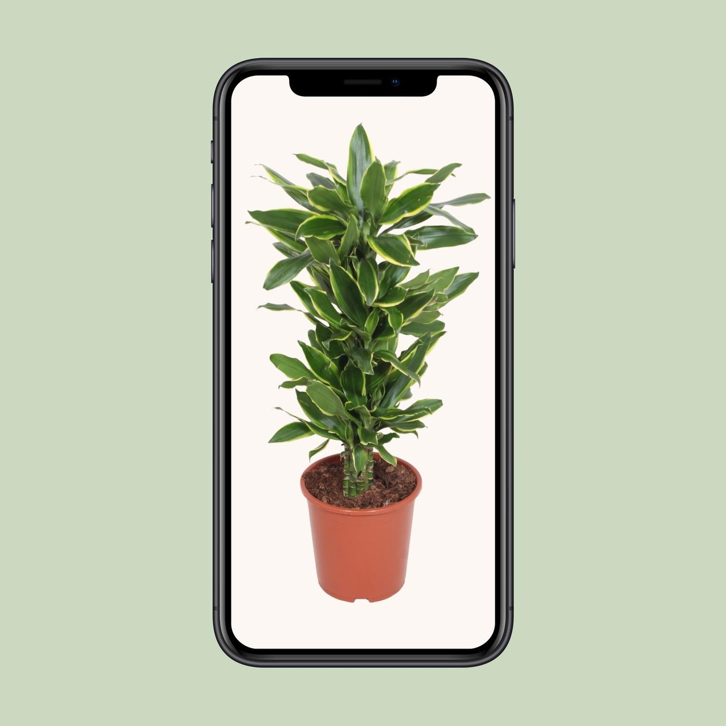 Dracaena Golden Coast – Pflegeleichter Drachenbaum Ø27cm