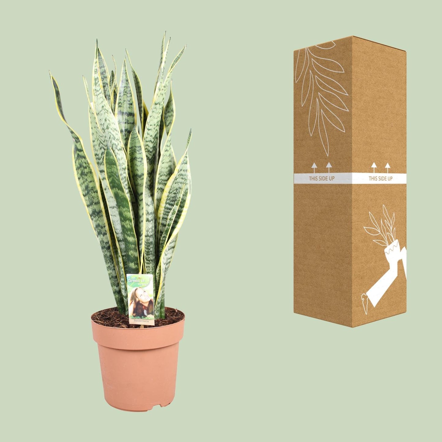 Sansevieria trifasciata Laurentii – Schwiegermutterzunge Ø24cm