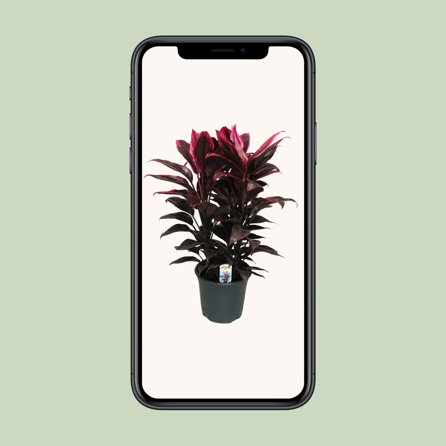 Cordyline Mambo – Tropische, pflegeleichte Zimmerpflanze Ø19cm