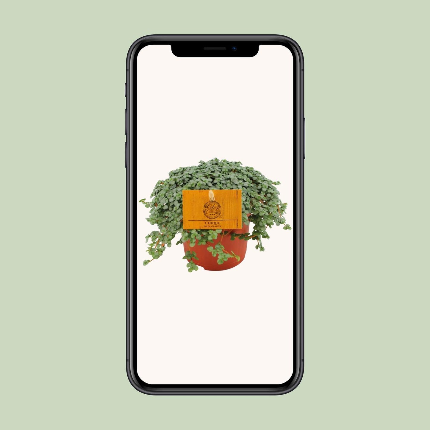 Pilea Glauca – Pflegeleichte Zimmerpflanze Ø11cm