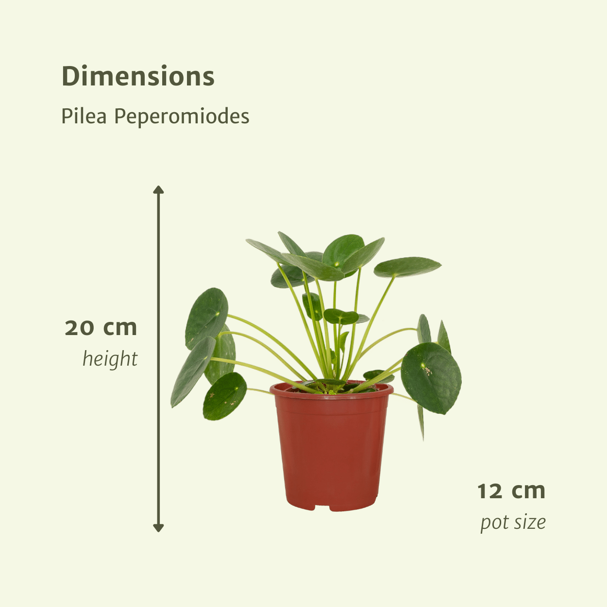 2x Pilea Peperomiodes – Pfannkuchenpflanze, 20 cm, ø12 cm