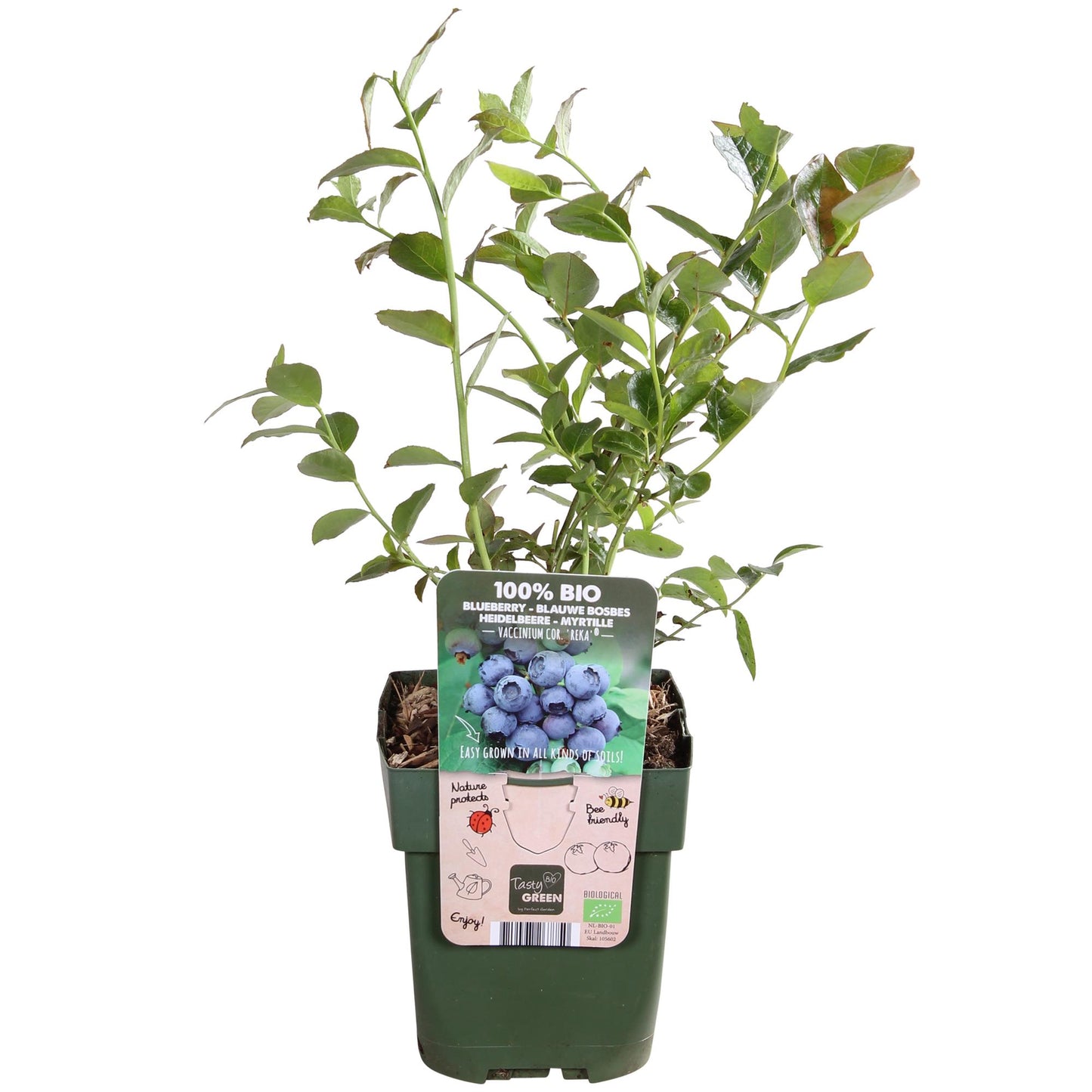 Vaccinium corymbosum 'Reka' – Bio-Blaubeere Ø13cm, 45cm hoch