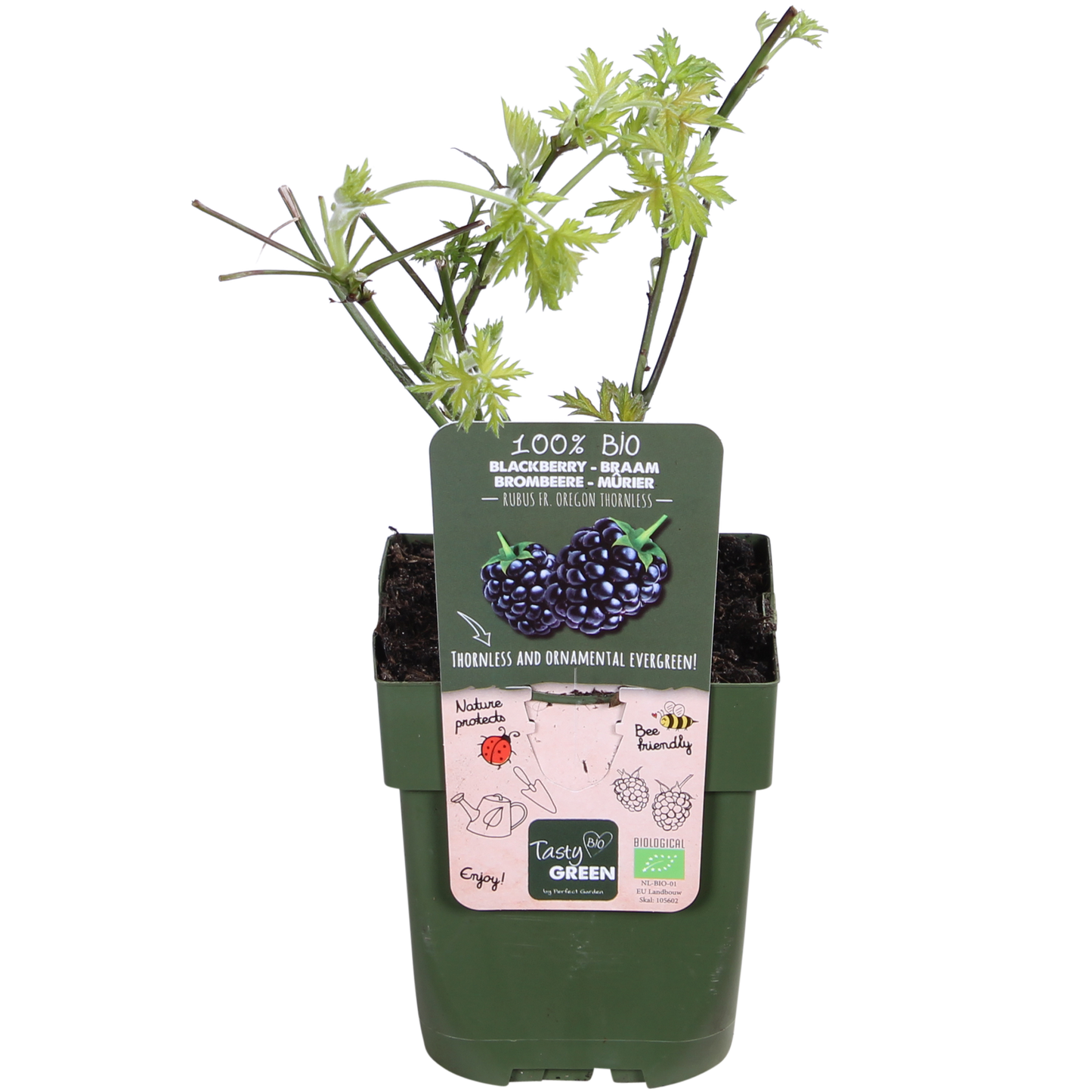 Dornenlose Brombeere 'Thornless Evergreen' – pflegeleicht & aromatisch