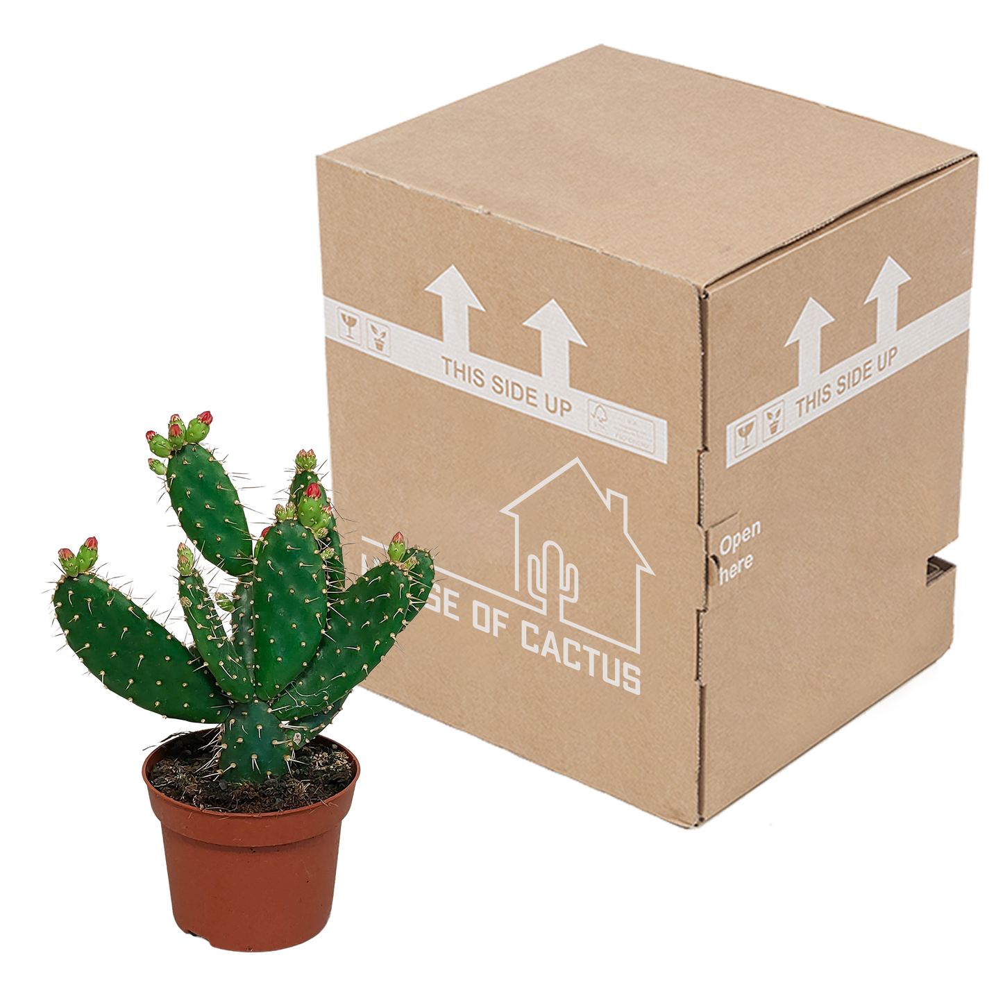 Opuntia quitensis – Pflegeleichte Sukkulente 12 cm