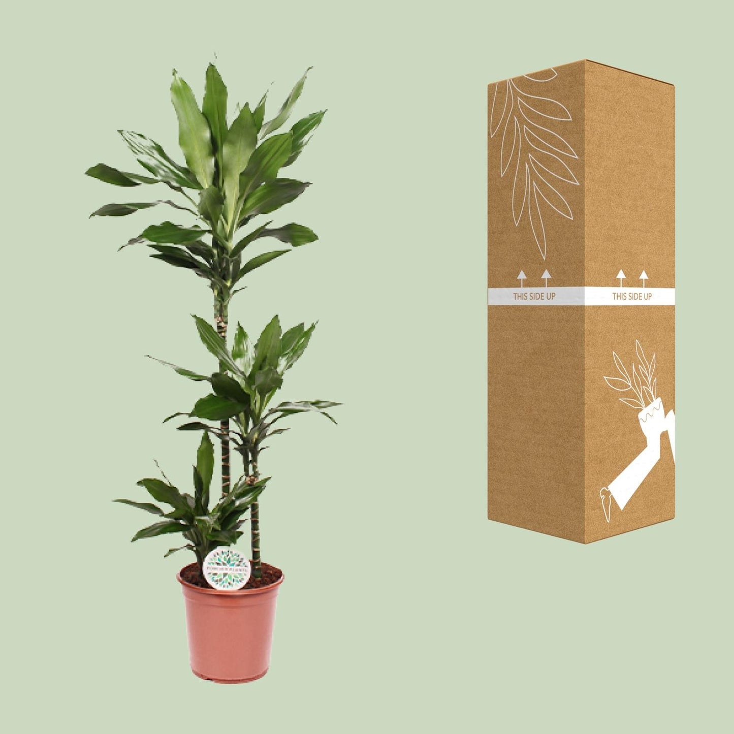 Dracaena Janet Lind – Eleganter Drachenbaum Ø24cm, 130cm hoch