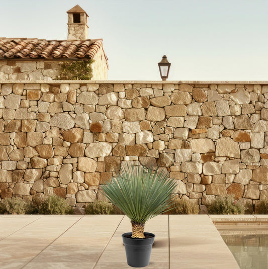 Yucca Rostrata – Robuste und pflegeleichte Zimmerpflanze 80-100 cm