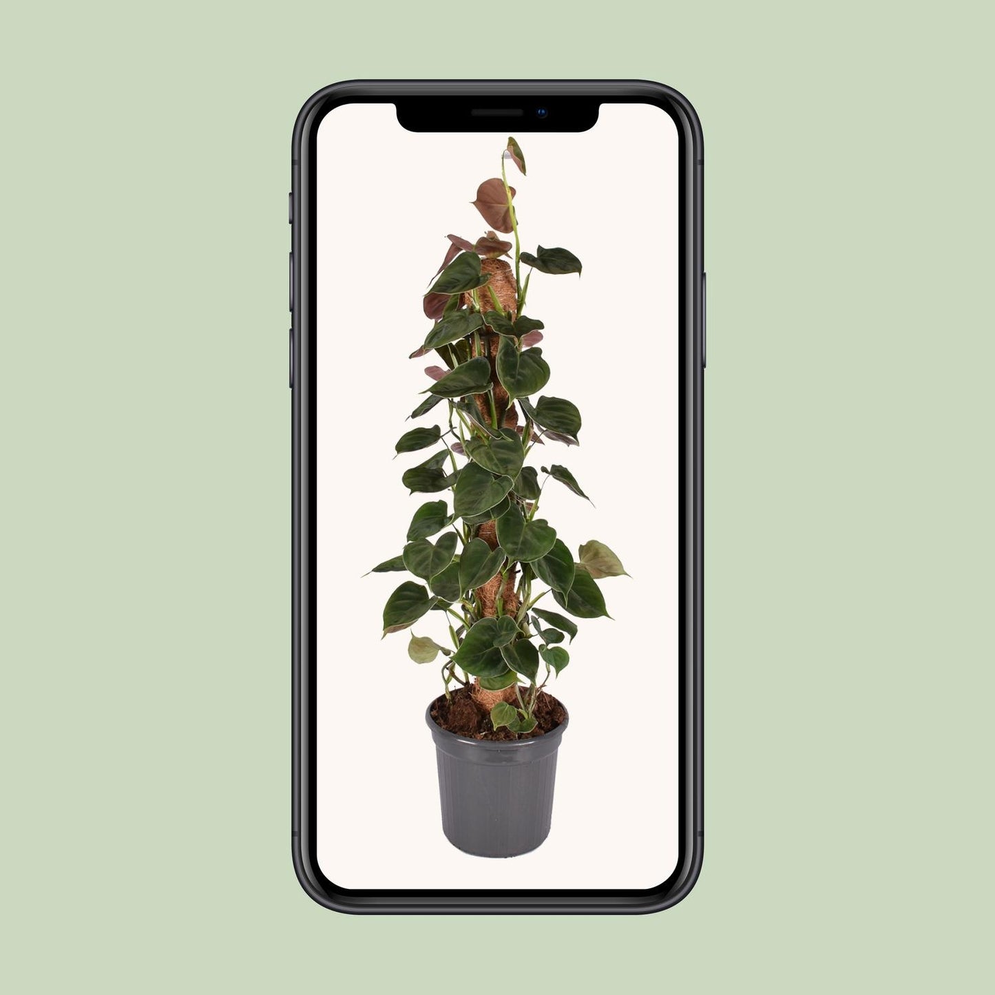 Philodendron Lupinum am Moosstab – 75 cm Kletterpflanze