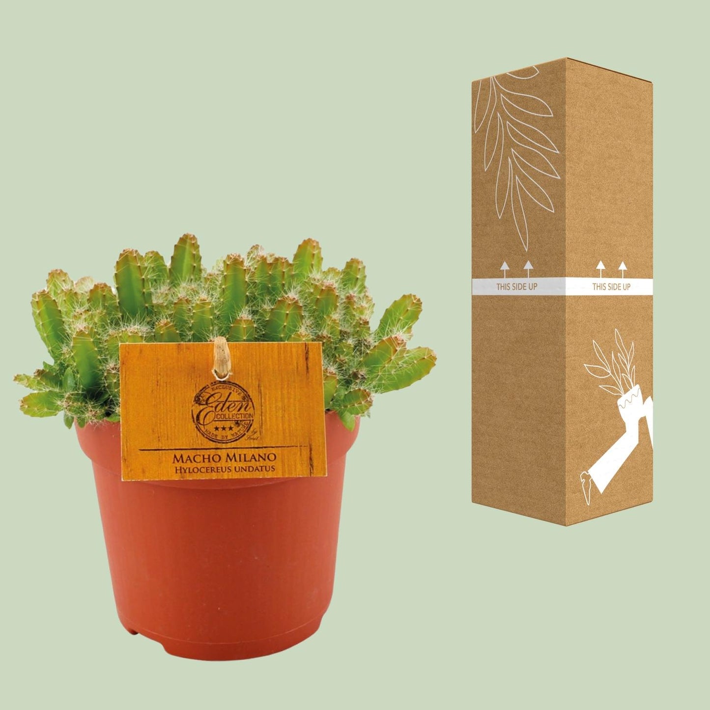 Hylocereus Undatus Kaktus Ø11cm, Höhe 15cm – Pflegeleicht & Modern